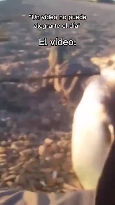 Estaba pescando y se le instaló un pingüino a manguearle comida