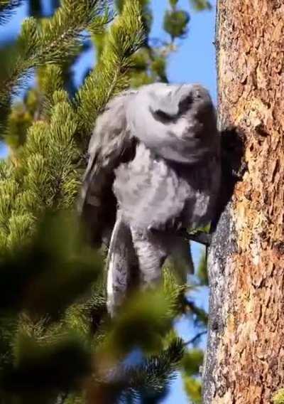 🔥 The Great Gray Owl shaking it off