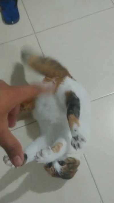 my grandma doesn't know the sort of beast she's got at home