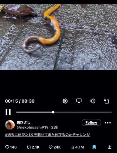 Japanese leech eating a worm