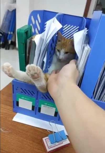 Do you file a cat by CATegory?