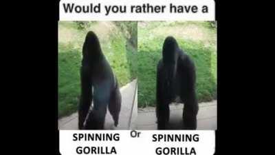 SPINNING GORILLA!!!!!!!!!!!