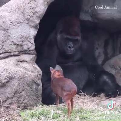 Silverback Gorilla shares cave with Duiker Antelope.