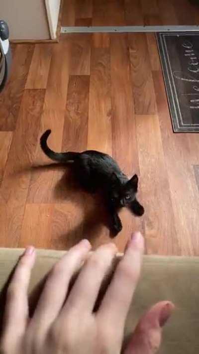 Nova, the house panther