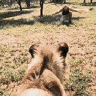 Dexter the lion greets the man who raised him at a wildlife sanctuary