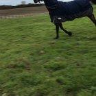 Everyone knows this type of horse 😂