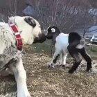 Big Ol’ Kangal and his Kid