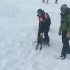 This pup named Orion is training to be an avalanche rescue dog (Les Sybelles Ski Resort, France)