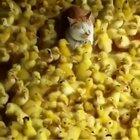 Cat chilling with his Baby Duck Friends
