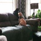 Просто два приятеля - щенок и кот