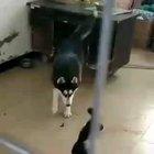 Come here you little....