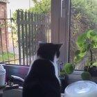 vem no x1 se vc é um gato