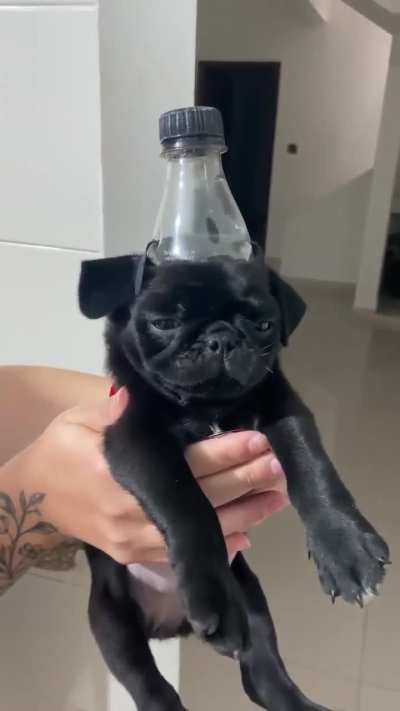 He will be filled with mentos and detonated