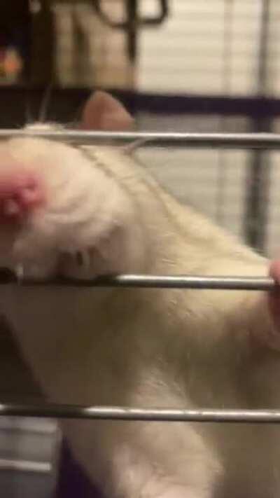 every morning lol, big yawns and him sniffing for hims food