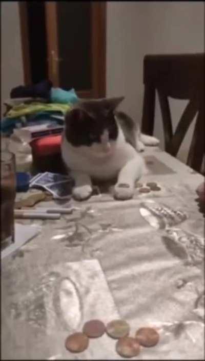 Cat is quicker than the old man.