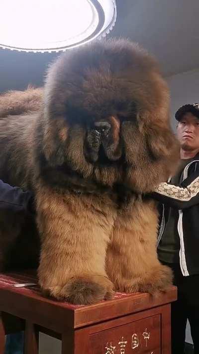 Tibetan mastiffs seem more bear than dog