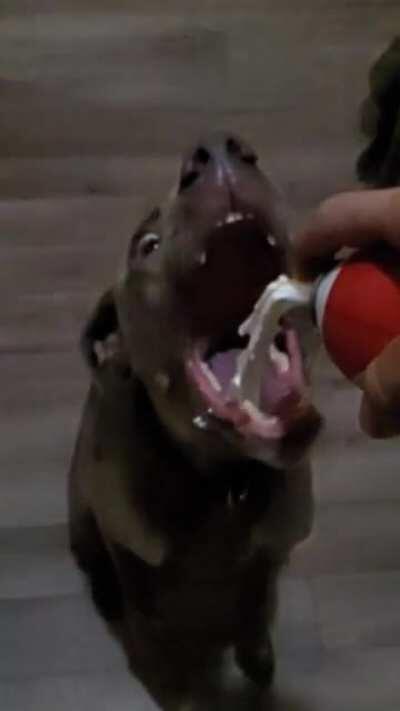 Someone earned a treat for being the best boy