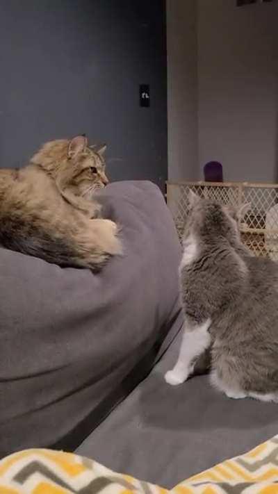 She's a sourpatch cat.