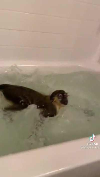 Monkey bath