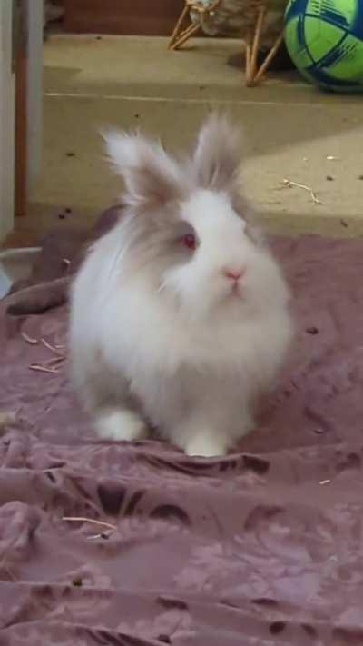A happy binkying Silkie Chimkins 😄