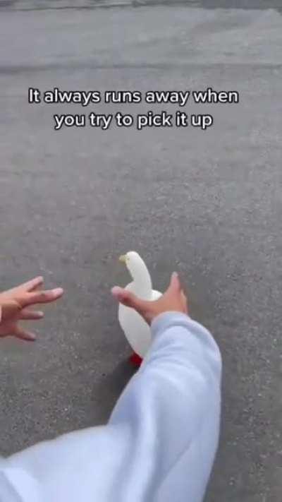 How to pick up a duck.