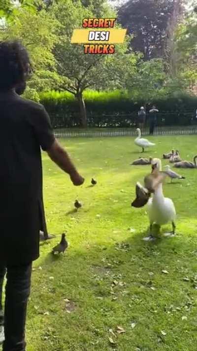 Secret sound and wild animals will come to you. 🤣