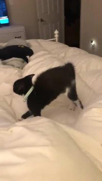 My new kitten being spooked by her big brother a few days after I brought her home (OC)