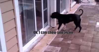 Nearly every gif with animals and subtitles