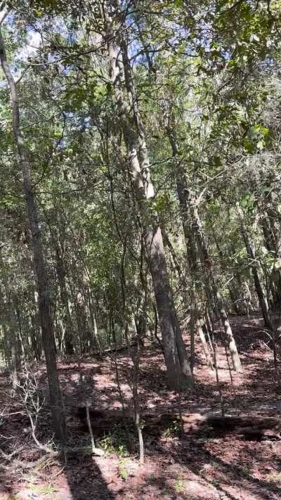 Being high in the wood when the sky gets loud.