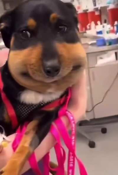 My dog stepped on a bee