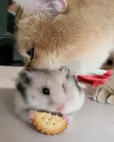 to eat the cookie undisturbed