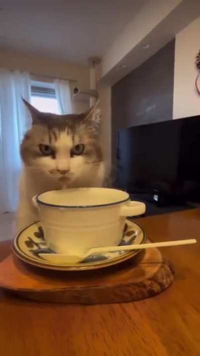 It’s judging you while drinking his milk