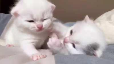 very important video