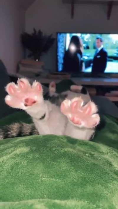 Paws🤗.'