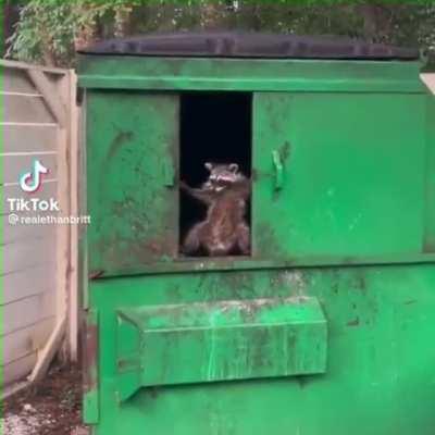 Close to prevent raccoons from entering