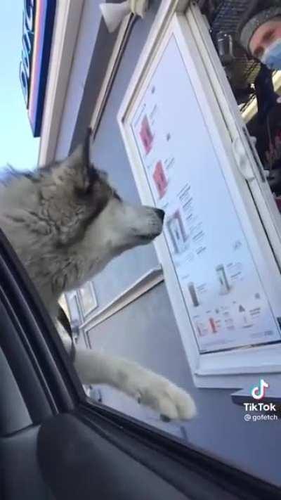 He REALLY wants his Puppicino...