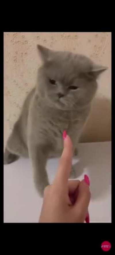 Angery but super cute taps!