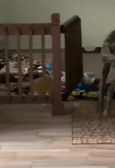 Cat perfectly executes his plan.