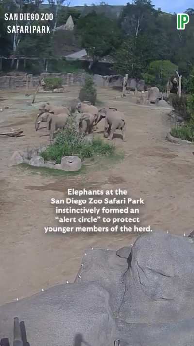 Elephants at San Diego Zoo Safari Park rushed to shield their young during today's 5.2 magnitude earthquake.