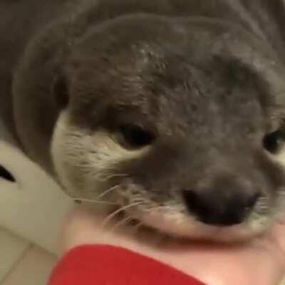 Video of a water dog from my water dog video collection