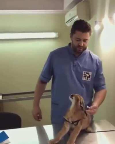 no tengo titulo para esto, simplemente FUNNY