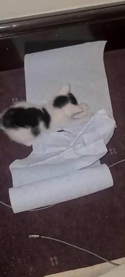 Illegally smol trying to kill the kitchen roll!