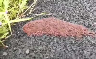 🔥a rolling swarm of millipedes - a behavior that provides protection and speed, as a rolling swarm moves quicker than any one millipede