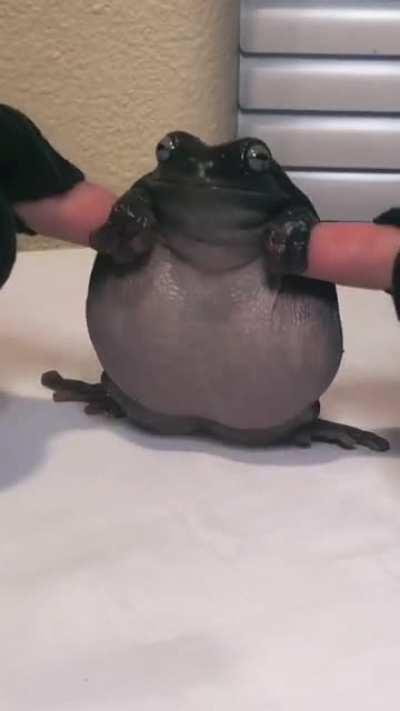 If this doesn’t get a lot of views I swear 🤦🏻‍♀️😂🐸