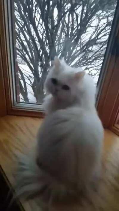 One whole minute of a deaf Kitty getting excited that her owner is home