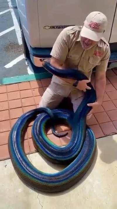 I don't like Snakes but this is beautiful!