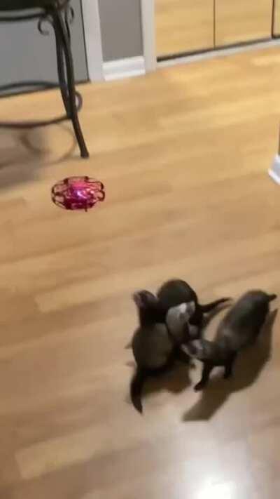 Everyone loves flying toys