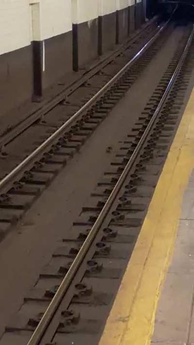 Rats having fun on the tracks