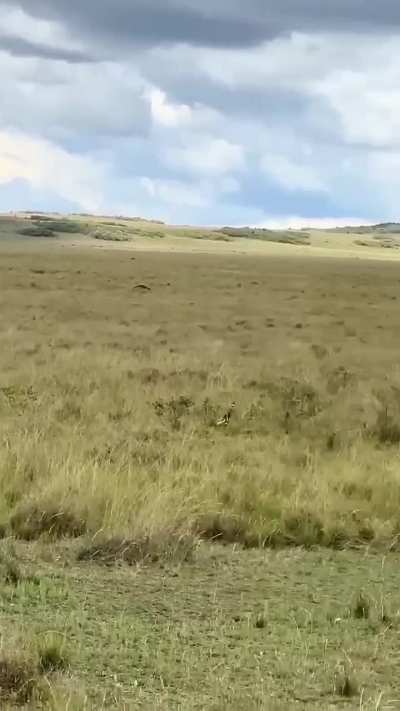 Young impala outmaneuvers cheetah at Kruger
