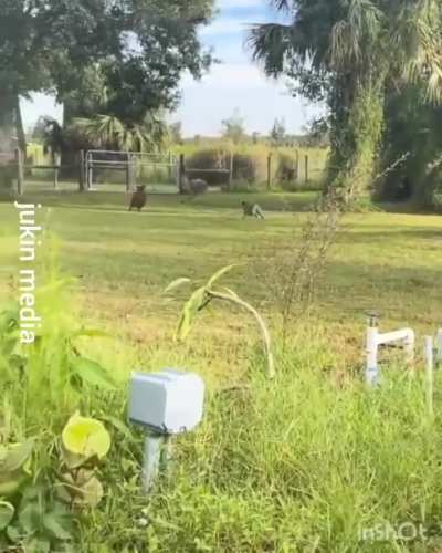 An emu named Carlos was seen playing a game of chase with two of his canine pals.